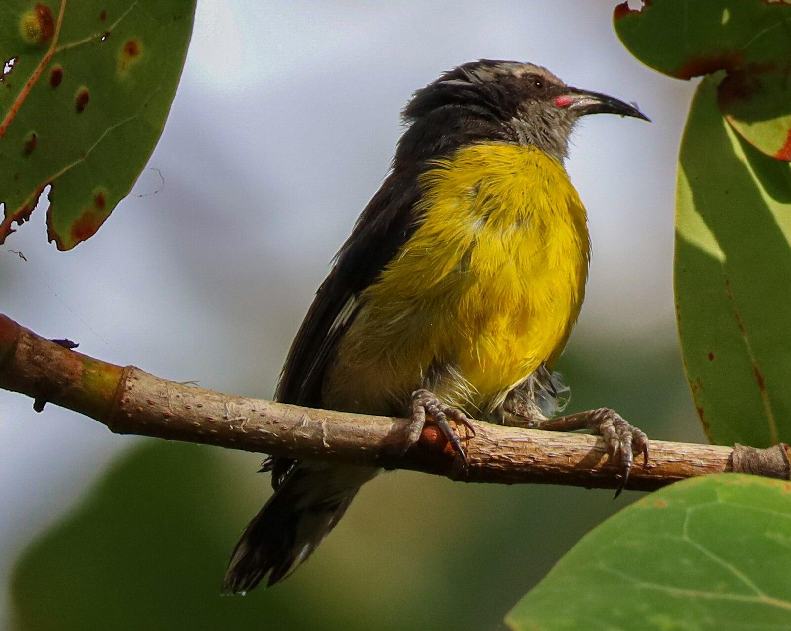 Coereba flaveola in Barceloneta, PR