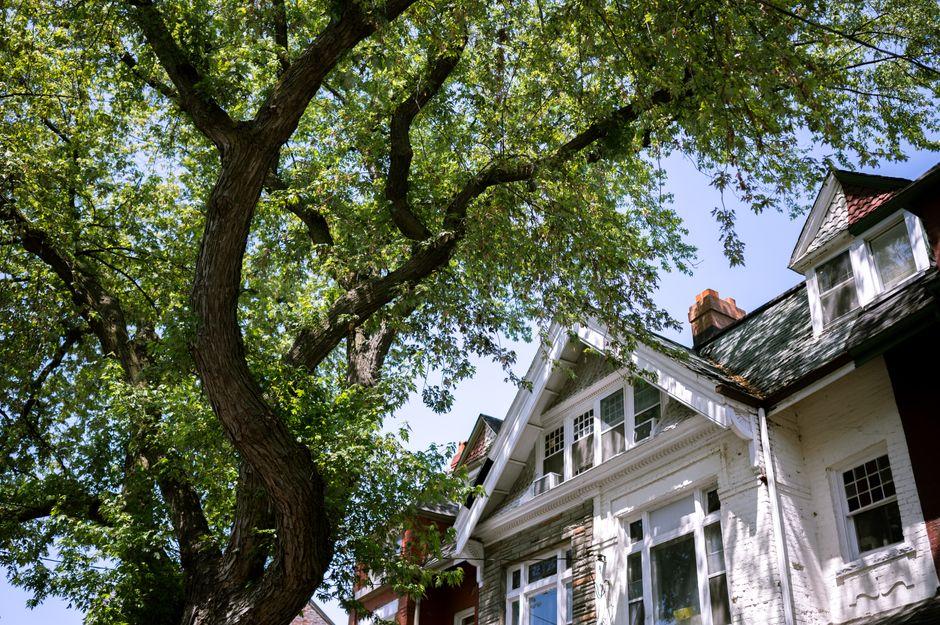 Tree Growing by Facade of Suburban House
